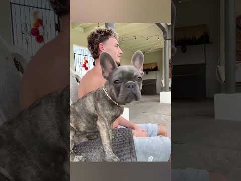 Wie Ein Hund 30 Millionen Aufrufe Erzielte