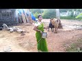 Cow Milk Cow Milking Milking Cows By Hand How To Milk A Cow By Hand Milk Cow Cow