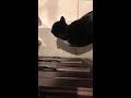 Hungry Cats Meowing Cute And Funny Cat Video Persistent Kitty