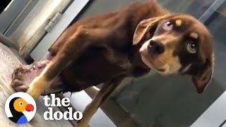 'Broken' Dog Changes Her Mom's Whole World | The Dodo Heroes by The Dodo
