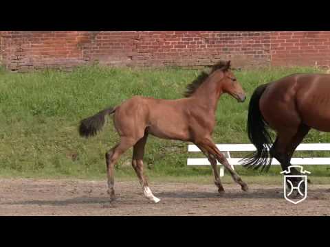 RD133 Stutfohlen von Bellissimo - Carnaby - Silvester