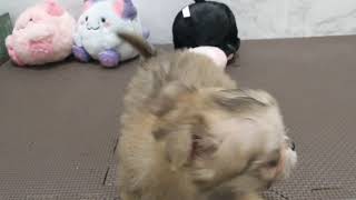 ハーフ犬の動画01