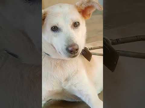 pet video#veenu