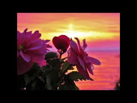 Sunforce - Optimal (FL Studio 21 Uplifting Trance)