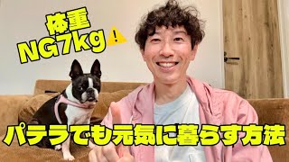 【必見】ボストンテリアこむぎの健康管理！飼い主が絶対に気をつけている3つのこと