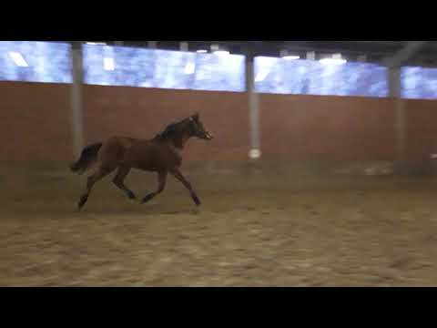 Morricone Hengst 2016 Bravissimo