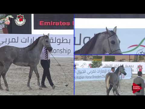 N 168 FACE OF YAS   Emirates AHBC