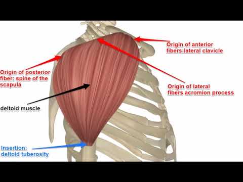 Two Minutes of Anatomy: Deltoid Muscle