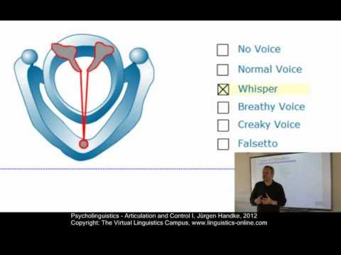PSY104 - Articulation and Control I