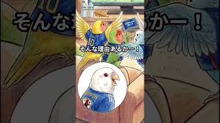 サッカー日本代表になったら？ #コザクラインコ #セキセイインコ #関西弁 #サッカー日本代表