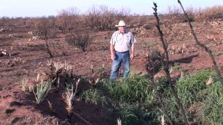 preview picture of video 'Quail Posts - Wildfires & Quail - Texas Wildlife Association'