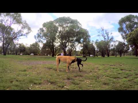 Snozi the Greyhound Part 3