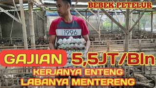 Download lagu OMSET TERNAK BEBEK 5,5JT SEBULAN | BEBEK PETELUR | ANALISA PAKAN BEBEK 100 EKOR |PERAWATAN BEBEK mp3 Download lagu OMSET TERNAK BEBEK 5,5JT SEBULAN | BEBEK PETELUR | ANALISA PAKAN BEBEK 100 EKOR |PERAWATAN BEBEK mp3