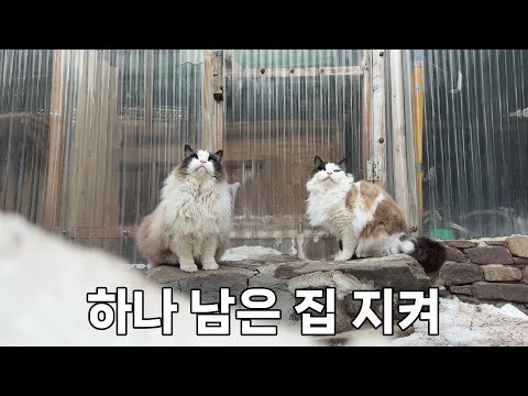 습설로 고양이집이 또 무너졌지만 평화로운 산골짜기 고양이들