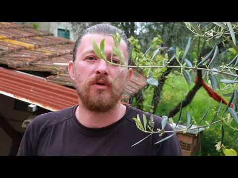 Montaretto Critical Wine 2011