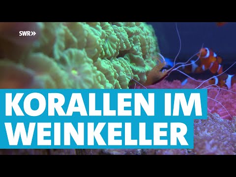 Wie Winzermeister Wendel in seinem Weinkeller Korallen züchtet