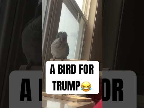 , title : 'A BIRD FOR TRUMP! 😂#birds #fun #funny #animals #pets #subscribe #laugh #love'