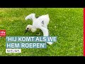 Ooievaar met de hand opgevoed door Gert en Suzanne | RTV Drenthe