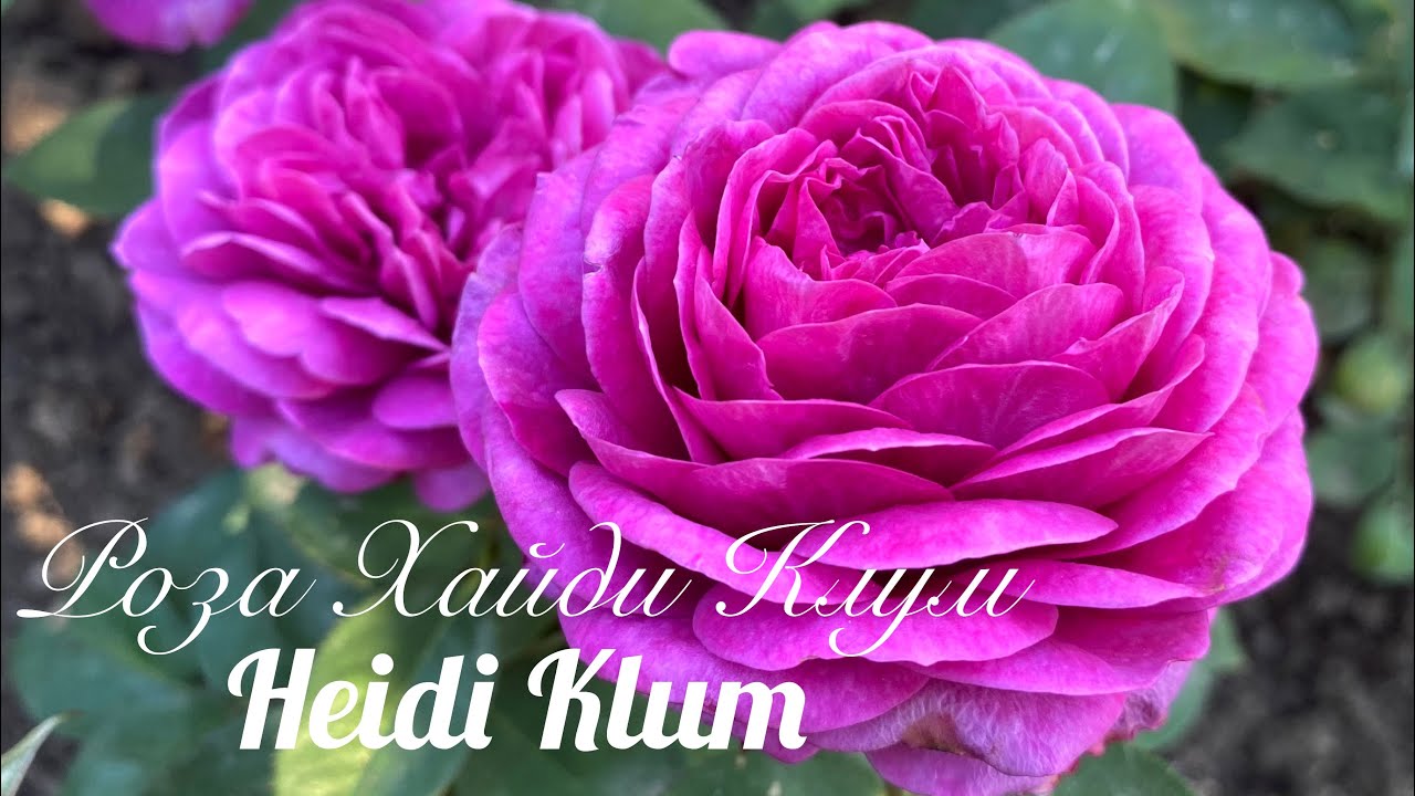 Красивые розы. Роза &quot;Хайди Клум&quot; (3 зона)