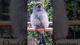 Download lagu Srigunting Abu Trotol Belajar Ngeriwik mp3