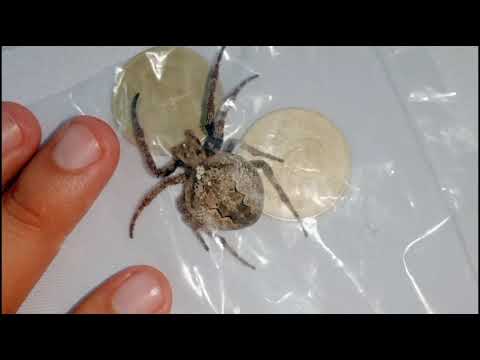 Thumbnail for Makagago ako invite mo ng makaranas kayo ng totoong talpak by video, Car, vide