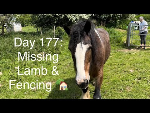 Day 177:MISSING LAMB & FENCING🏡#farming #farmlife #farm