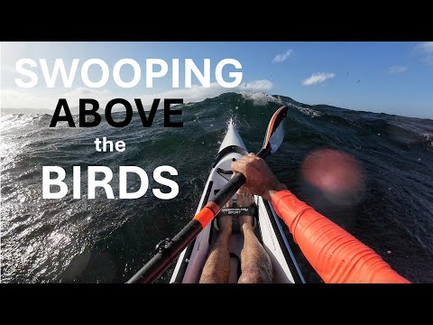 SURFKSI: Swooping ABOVE the Birds (Sub50?: 4of6)