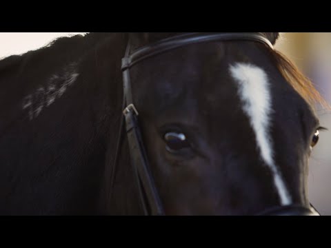 Friends For Pegasus: Standardbred ex-harness racer story