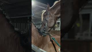 Download lagu Horse mating season farm mp3