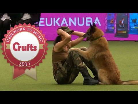 Funny dog videos - Amazing dog