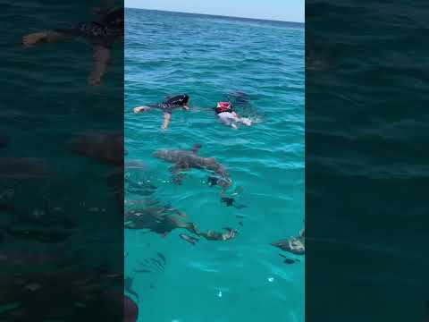 స్విమ్ విత్ షార్క్స్ మాల్దీవ్స్ | Maldives Sharks snorkeling #shorts