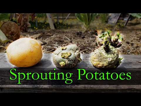 Garden Quickies Volume 1 Episodes 1 to 10