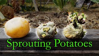 Sprouting Potatoes - Garden Quickie Episode 10