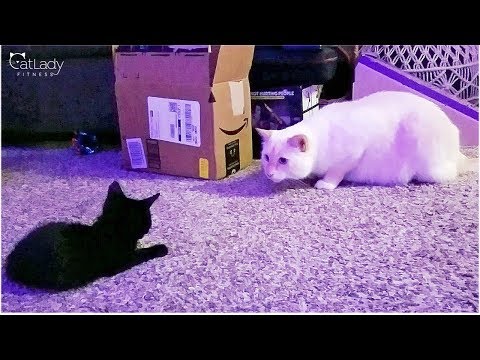 White cat meets black kitten: Playtime attempt #3 (will they play?!) 😻