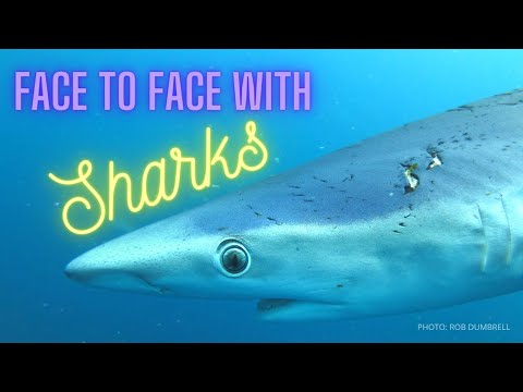 Swimming with Blue Sharks in Wales