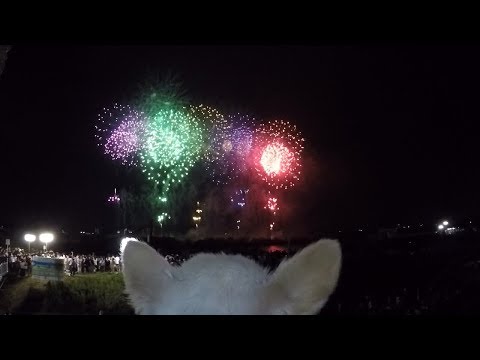 花火が怖い犬、どうすればいいですか?