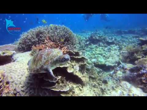 Turtle Temple - A Unique Program by SDC