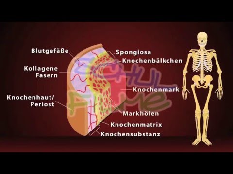 Welche Kräuter müssen Sie bei Schmerzen in den Gelenken trinken Schmerzen in den Kniegelenken während der Schwangerschaft