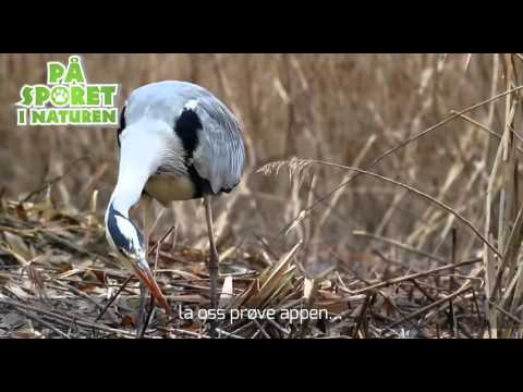På Sporet I Naturen video