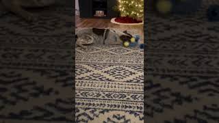 Video preview image #1 Mutt Puppy For Sale in Garden City, NY, USA