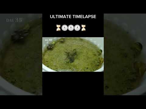 White water lily - Seed to plant timelapse