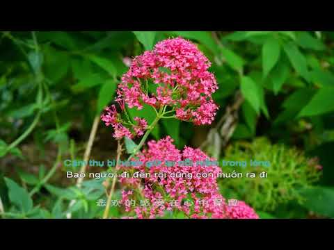 [Vietsub Pinyin] Ta hỏi thương thiên có rượu không ‖ が问苍天かゆ酒 ‖ Interpretado por: 大潞 ‖ Biểu diễn: Đại Lộ