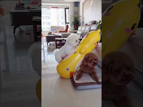 😂 Funny Color Makeover Backfires! Bichon Becomes a Wobbling Toy! 🐥🎨 #shorts #funnydogs #dogcomedy