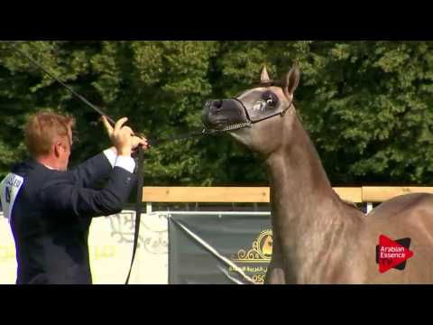 N.41 AL ARYAM BARAKAT - Chantilly 2017 World Cup - Yearling Colts (Class 6B)