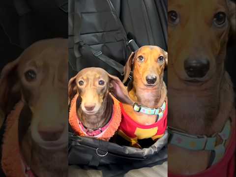 When Chintu Mintu were repeatedly going to the front seat in the car #viralshort #dog #youtubeshorts