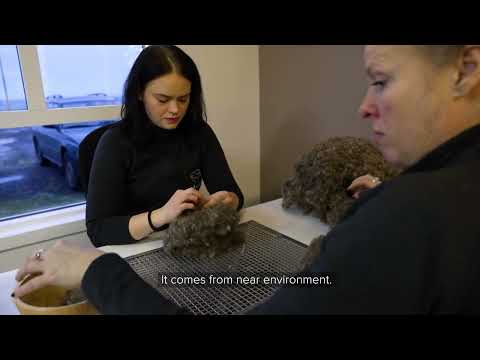 How Icelandic eiderdown duvets and pillows are made.