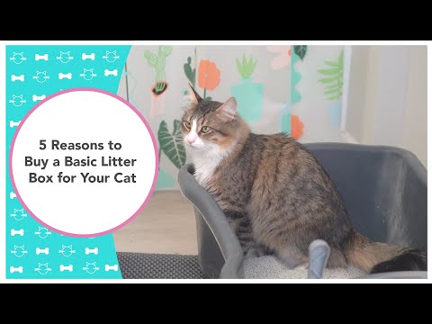 5 Reasons To Buy a Basic Litter Box for Your Cat
