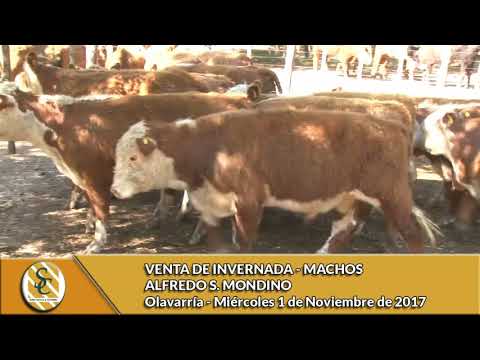 01-11-17 - Venta de Invernada MACHOS - Alfredo S. Mondino - Olavarria