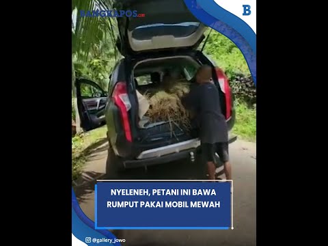 Nyeleneh, Petani Ini Bawa Rumput Pakai Mobil Mewah