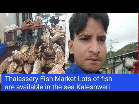 Thalassery Fish Market Lots of fish are available in the sea Vlogs video Kerala